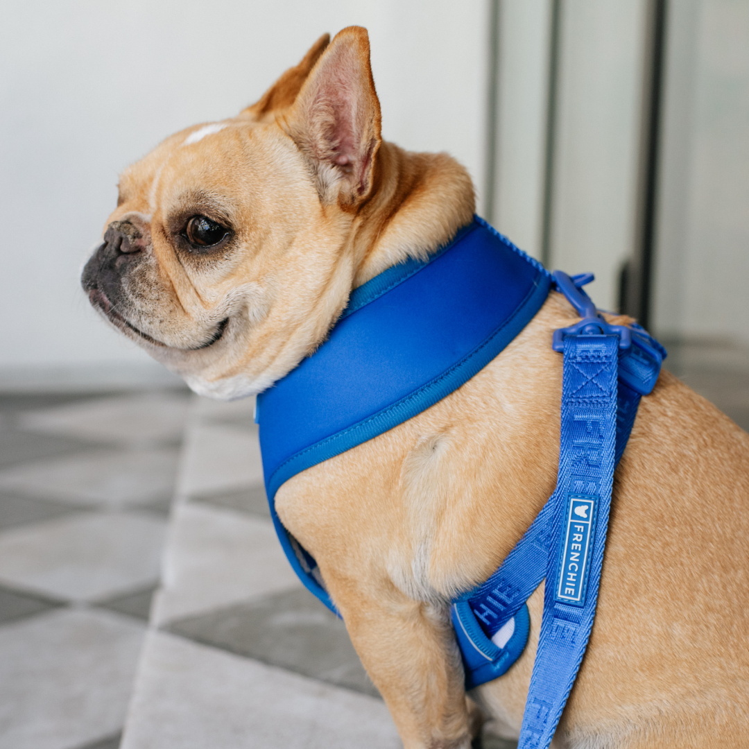 Frenchie Duo Reversible Harness - Solid Royal Blue by Frenchie Bulldog