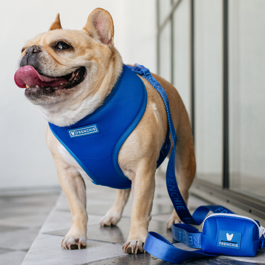 Frenchie Duo Reversible Harness - Solid Royal Blue by Frenchie Bulldog