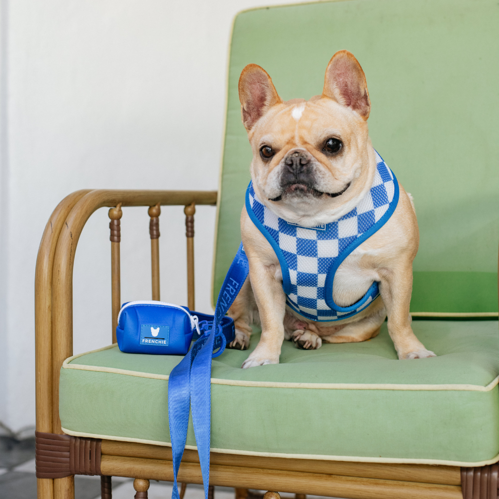 Frenchie Duo Reversible Harness - Solid Royal Blue by Frenchie Bulldog