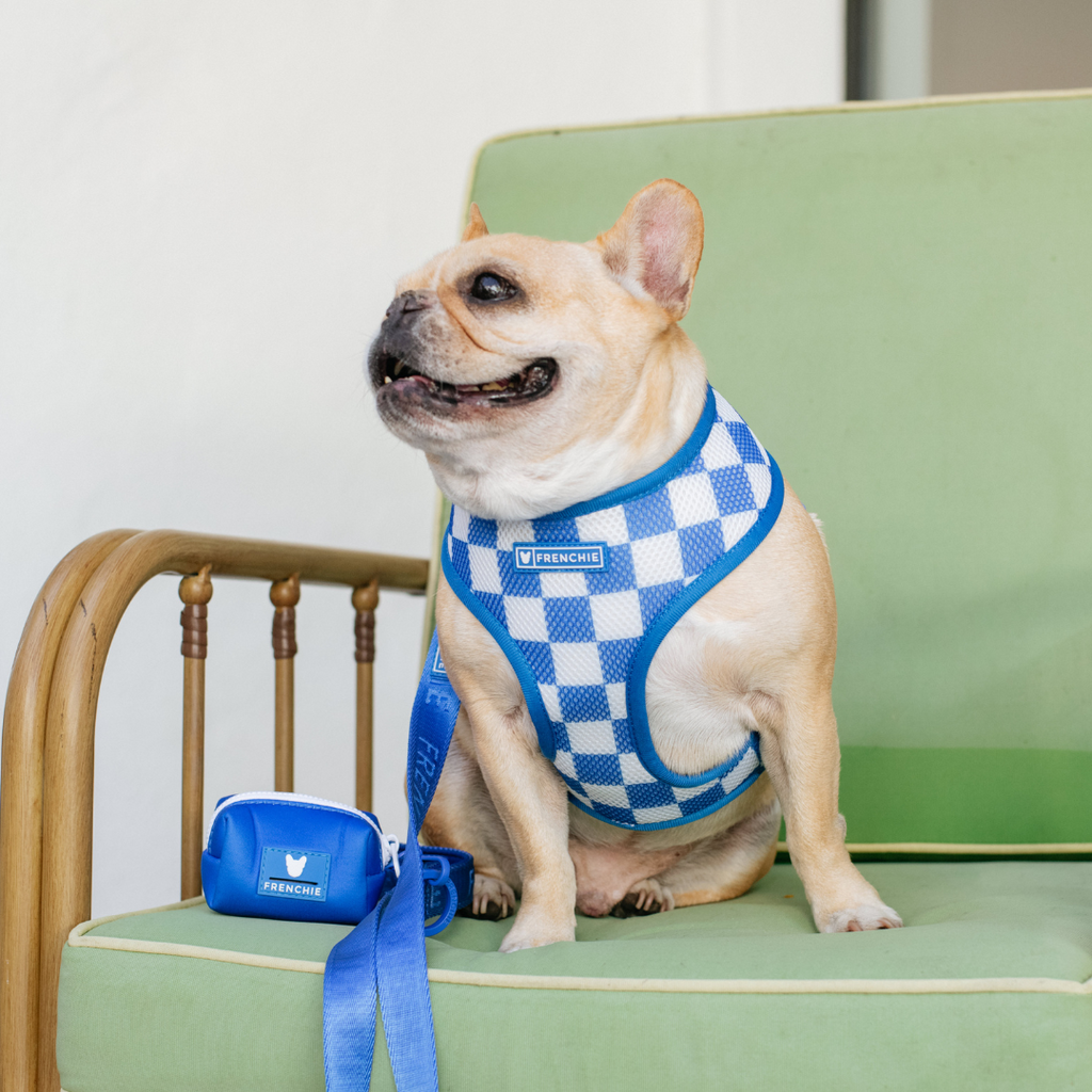 Frenchie Duo Reversible Harness - Solid Royal Blue by Frenchie Bulldog