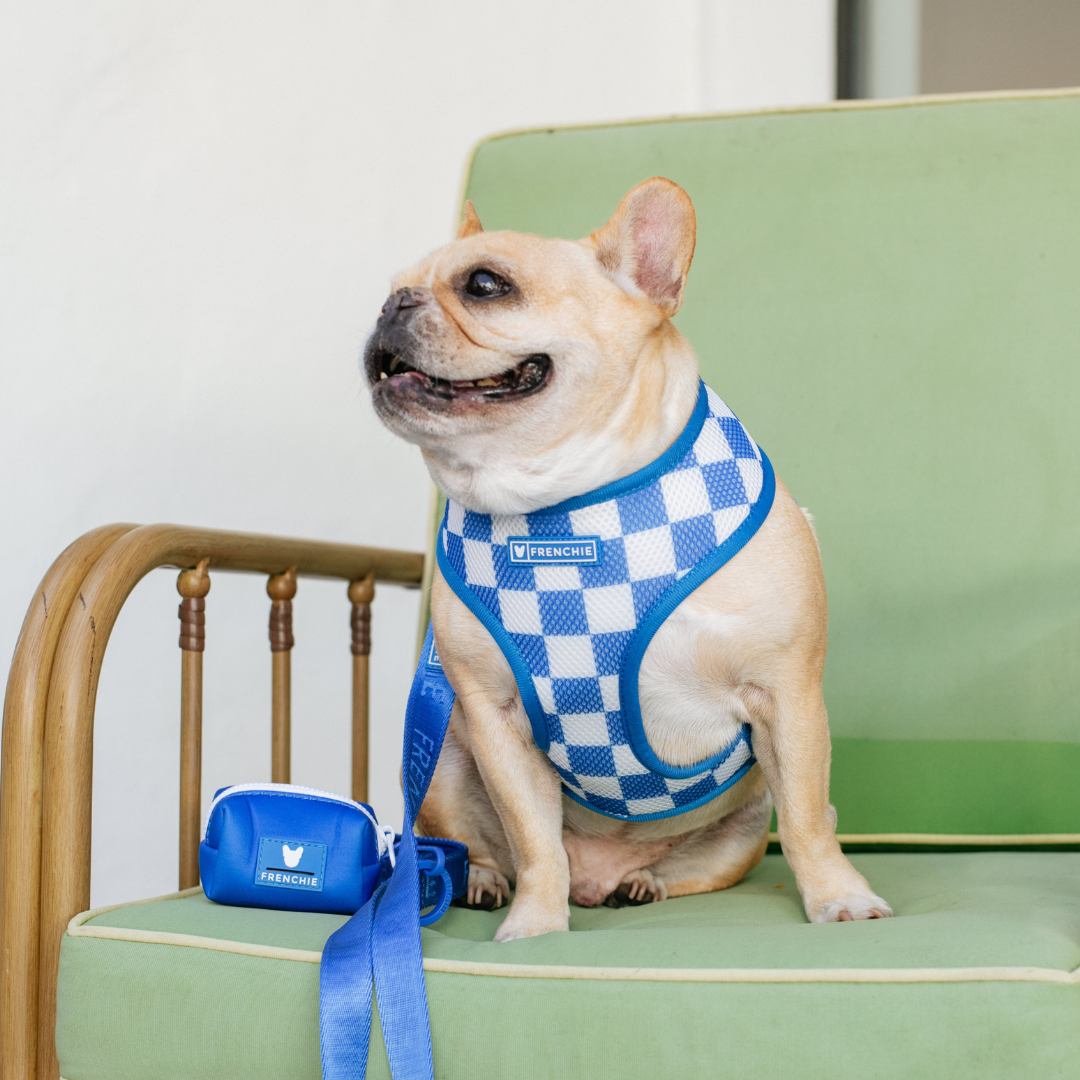 Frenchie Duo Reversible Harness - Solid Royal Blue by Frenchie Bulldog