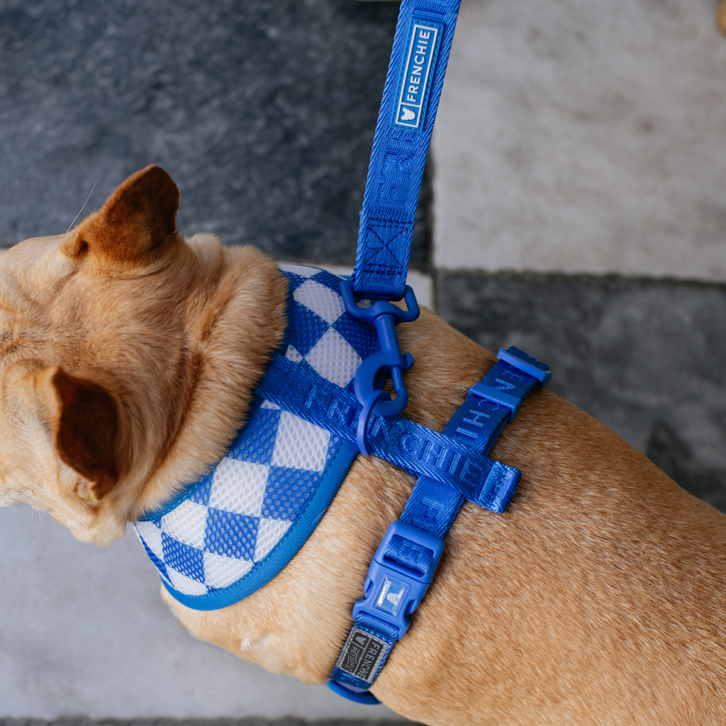 Frenchie Duo Reversible Harness - Solid Royal Blue by Frenchie Bulldog