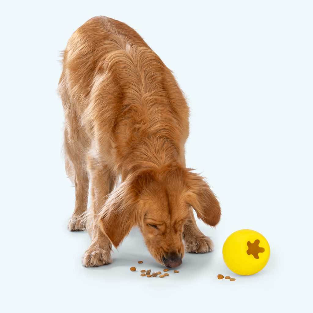 Rumbl by West Paw