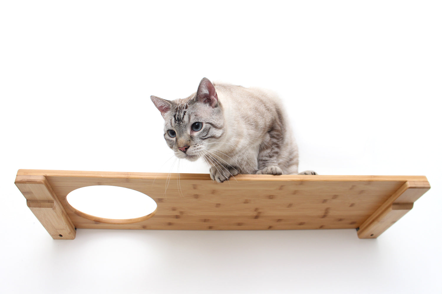 Wall Mounted Cat Shelf by Catastrophic Creations