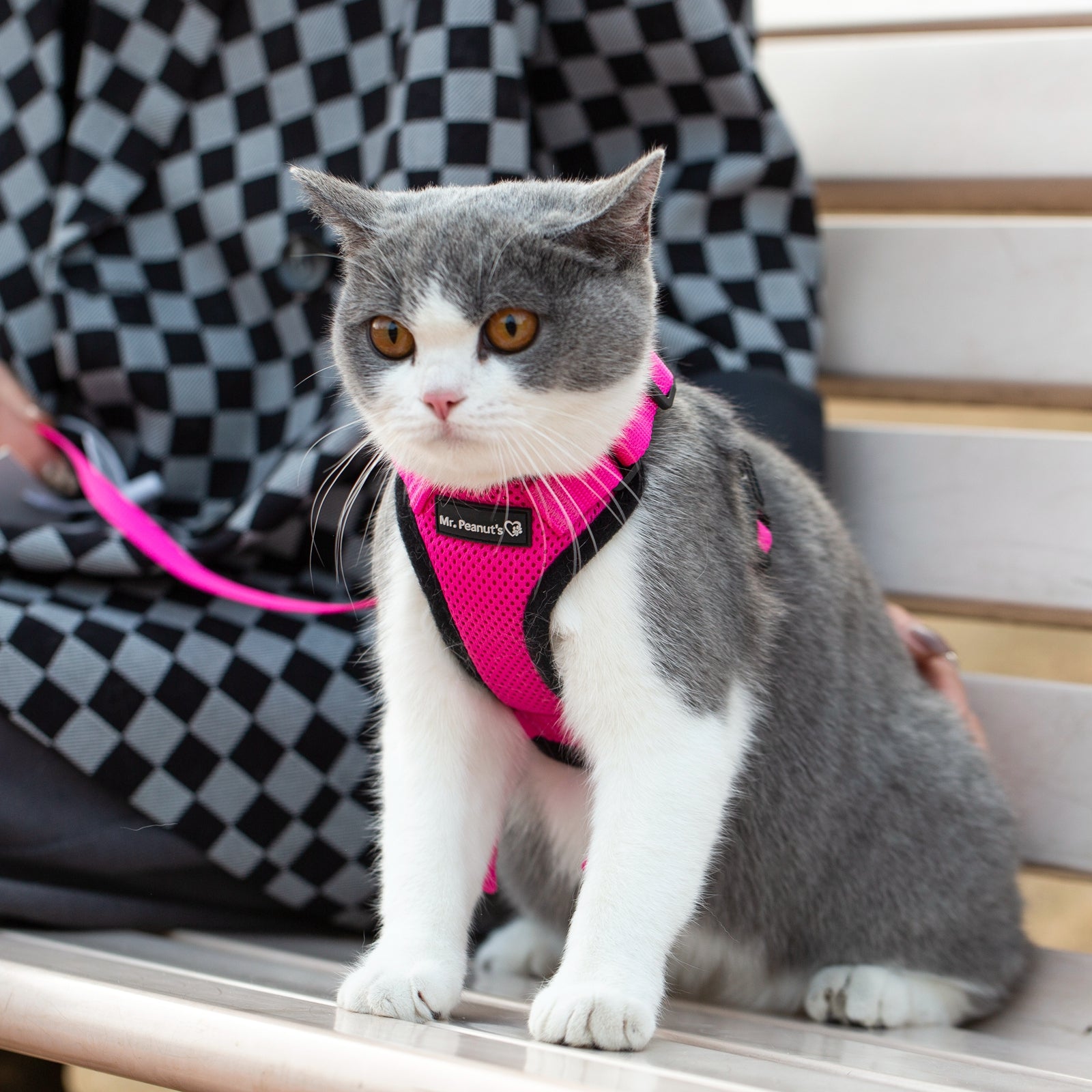 Mr. Peanut's PurrTrek Reflective Cat Harness with Matching Leash by Mr. Peanut's Pet Carriers