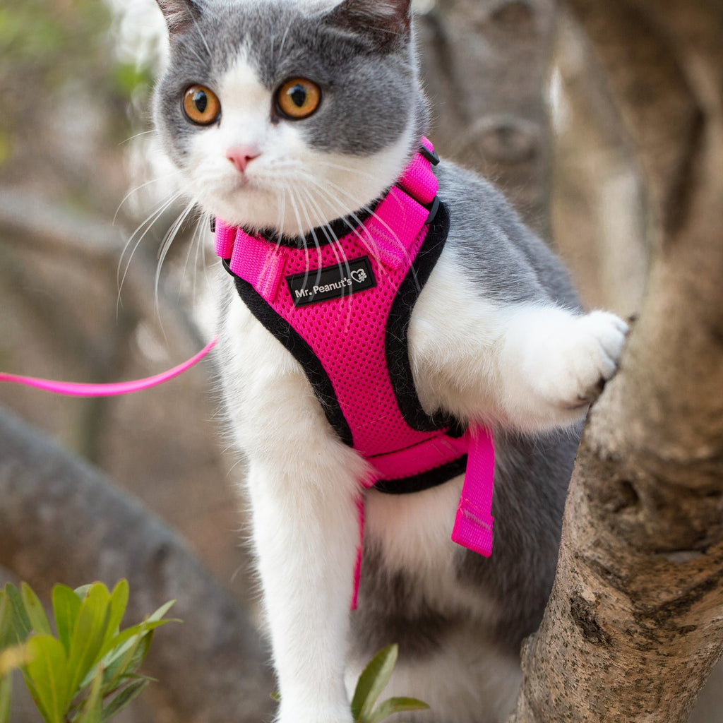 Mr. Peanut's PurrTrek Reflective Cat Harness with Matching Leash by Mr. Peanut's Pet Carriers