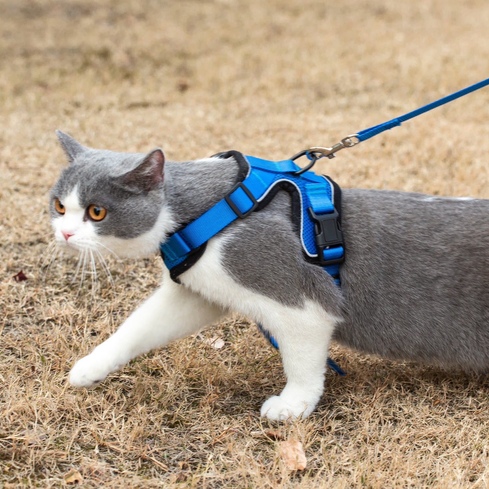Mr. Peanut's PurrTrek Reflective Cat Harness with Matching Leash by Mr. Peanut's Pet Carriers