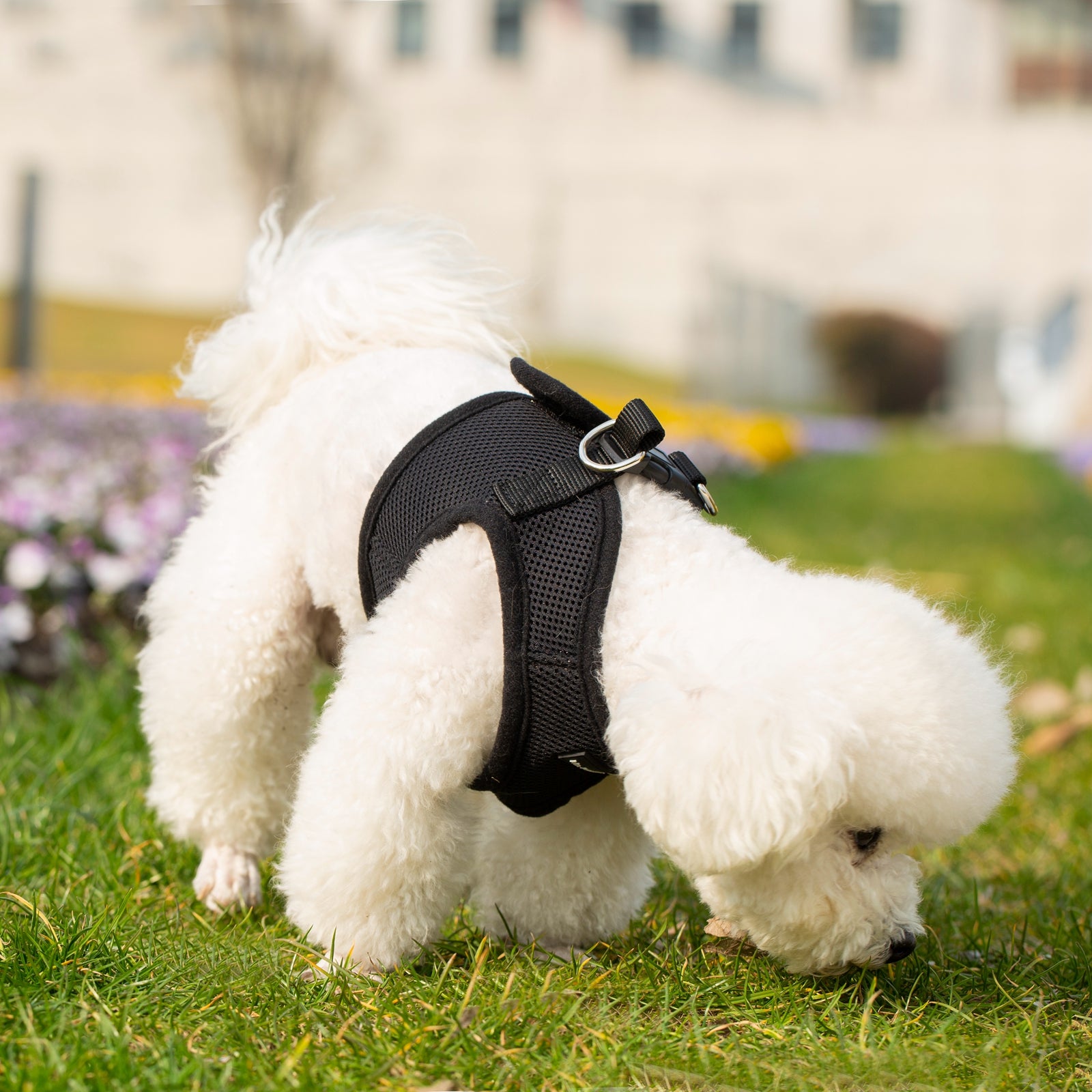 Mr. Peanut's PupTrek Soft Mesh Pet Harness with Matching Leash – Adjustable, Breathable, Choke-Free by Mr. Peanut's Pet Carriers
