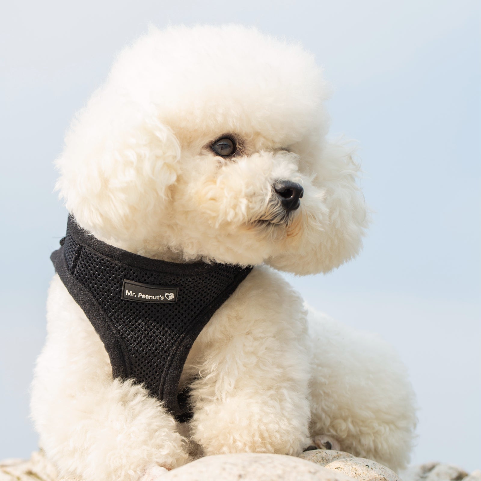 Mr. Peanut's PupTrek Soft Mesh Pet Harness with Matching Leash – Adjustable, Breathable, Choke-Free by Mr. Peanut's Pet Carriers