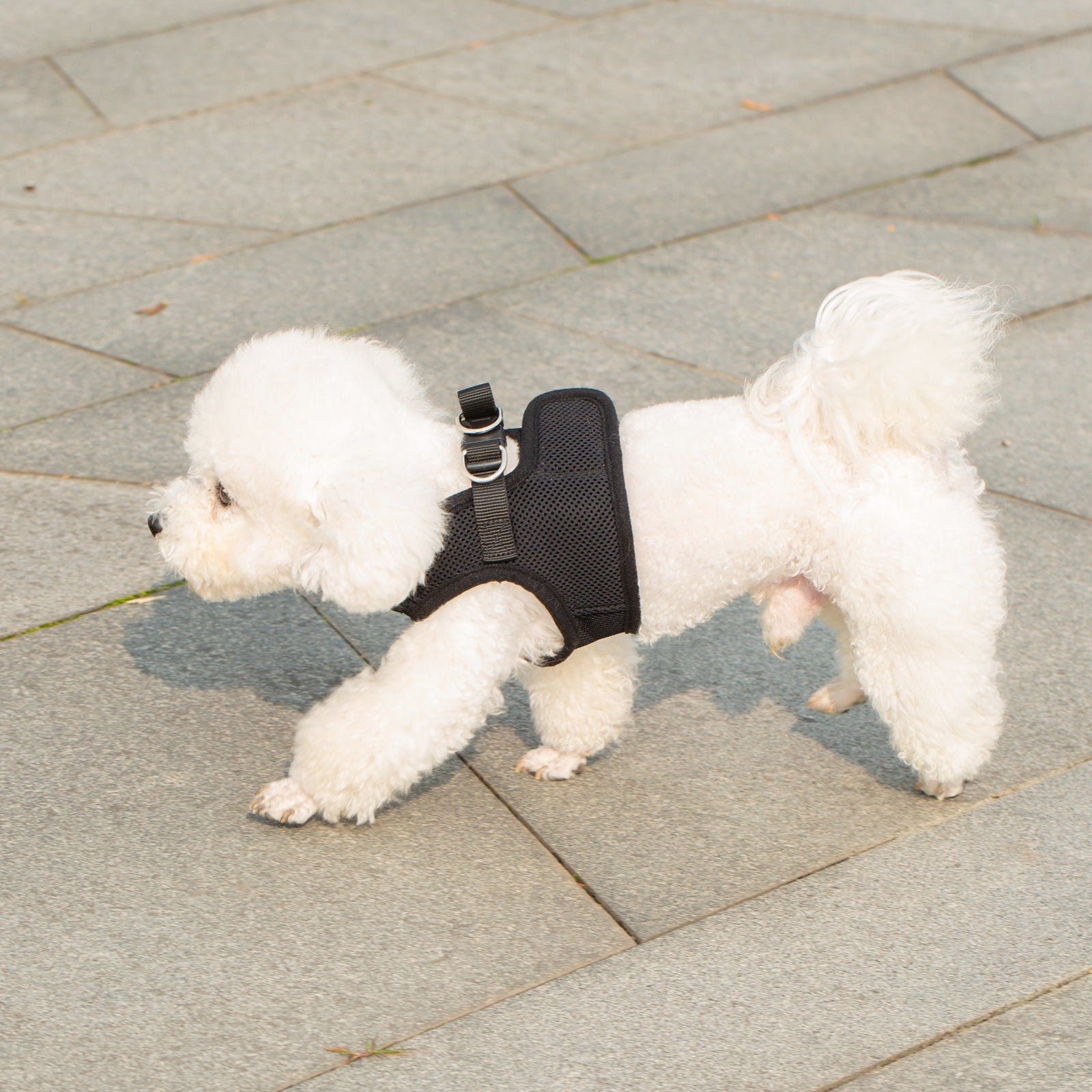 Mr. Peanut's PupTrek Soft Mesh Pet Harness with Matching Leash – Adjustable, Breathable, Choke-Free by Mr. Peanut's Pet Carriers