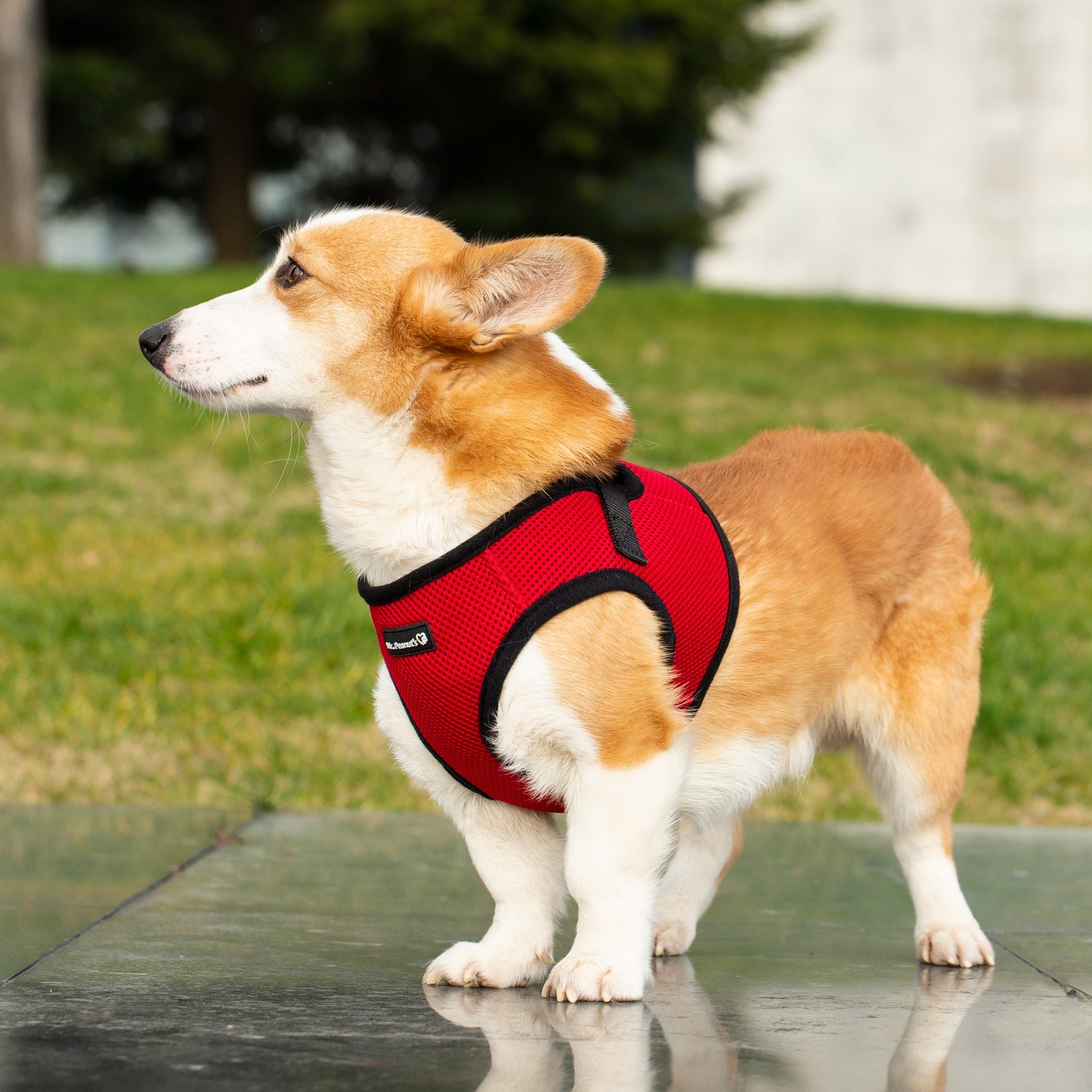 Mr. Peanut's PupTrek Soft Mesh Pet Harness with Matching Leash – Adjustable, Breathable, Choke-Free by Mr. Peanut's Pet Carriers