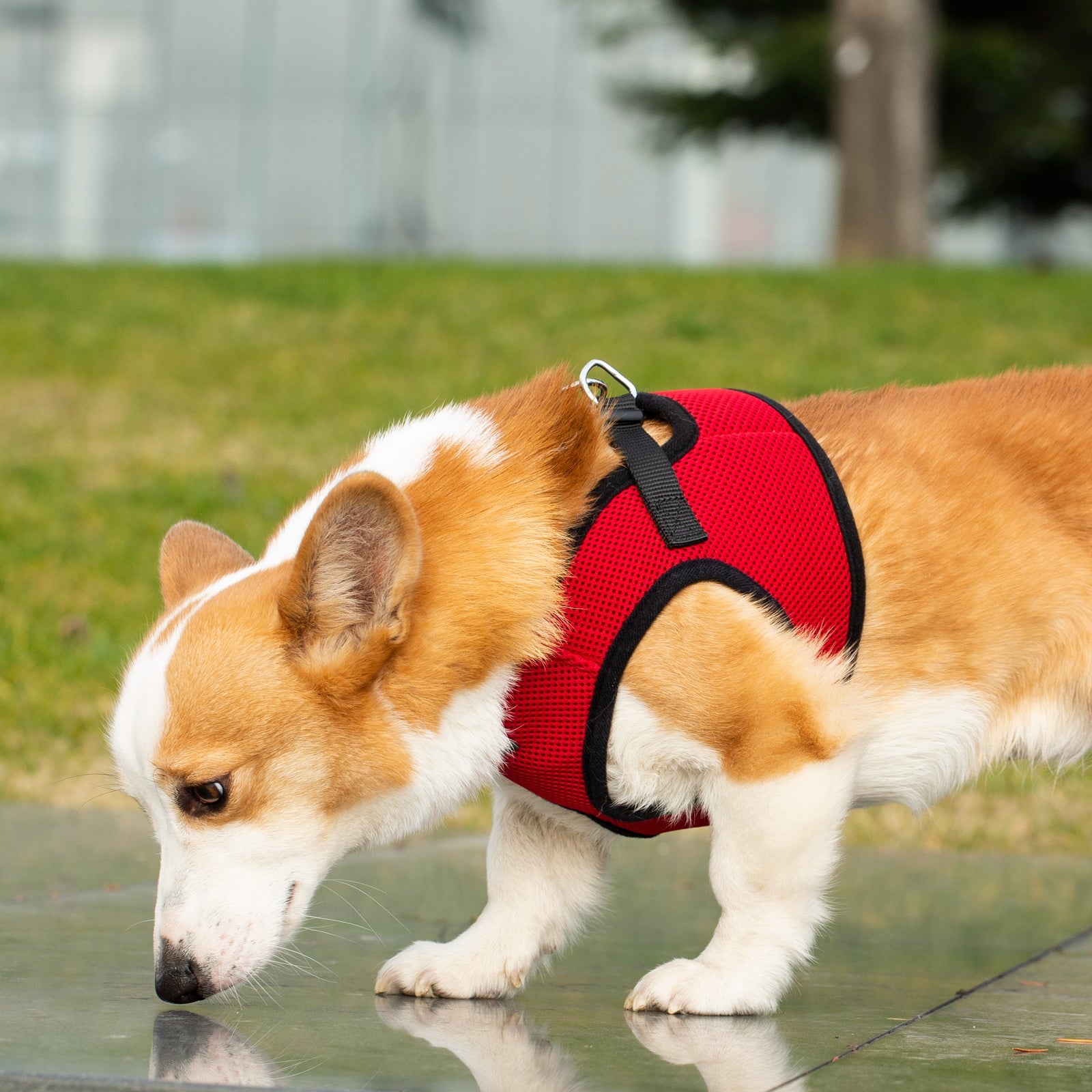 Mr. Peanut's PupTrek Soft Mesh Pet Harness with Matching Leash – Adjustable, Breathable, Choke-Free by Mr. Peanut's Pet Carriers