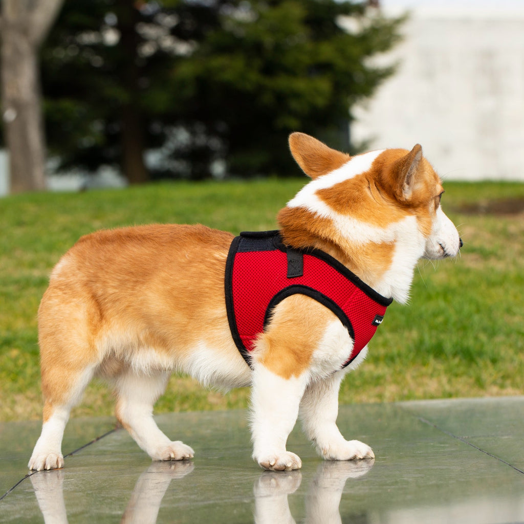 Mr. Peanut's PupTrek Soft Mesh Pet Harness with Matching Leash – Adjustable, Breathable, Choke-Free by Mr. Peanut's Pet Carriers