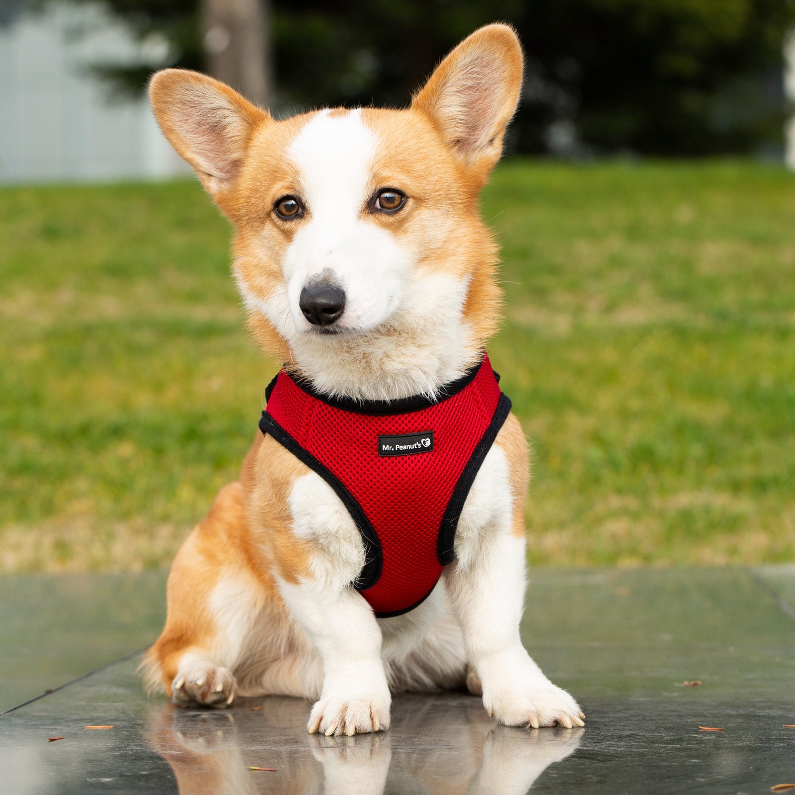 Mr. Peanut's PupTrek Soft Mesh Pet Harness with Matching Leash – Adjustable, Breathable, Choke-Free by Mr. Peanut's Pet Carriers