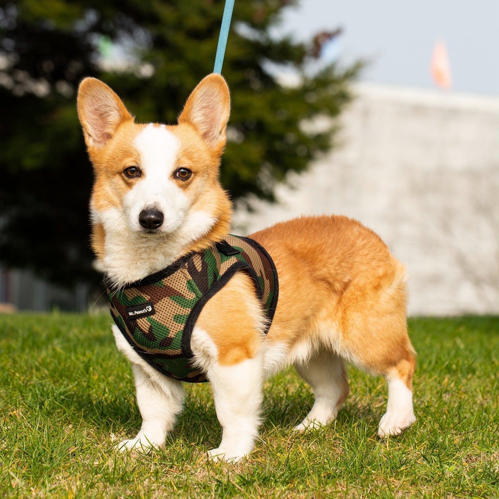 Mr. Peanut's PupTrek Soft Mesh Pet Harness with Matching Leash – Adjustable, Breathable, Choke-Free by Mr. Peanut's Pet Carriers