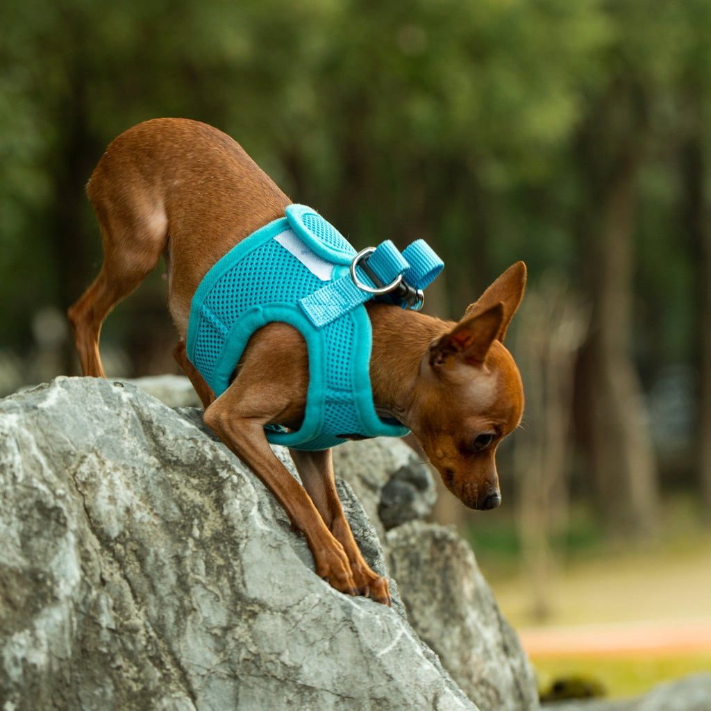 Mr. Peanut's PupTrek Soft Mesh Pet Harness with Matching Leash – Adjustable, Breathable, Choke-Free by Mr. Peanut's Pet Carriers