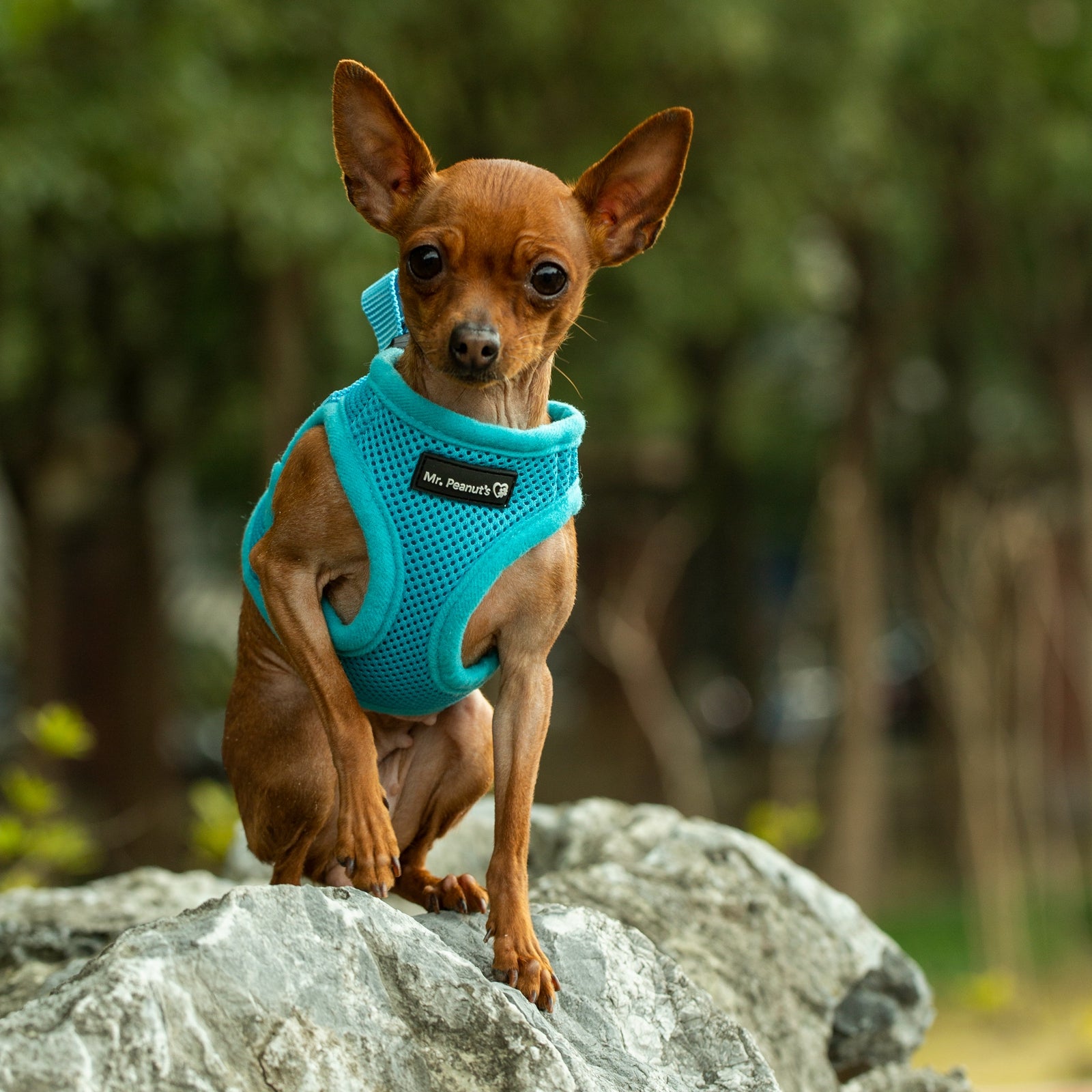 Mr. Peanut's PupTrek Soft Mesh Pet Harness with Matching Leash – Adjustable, Breathable, Choke-Free by Mr. Peanut's Pet Carriers