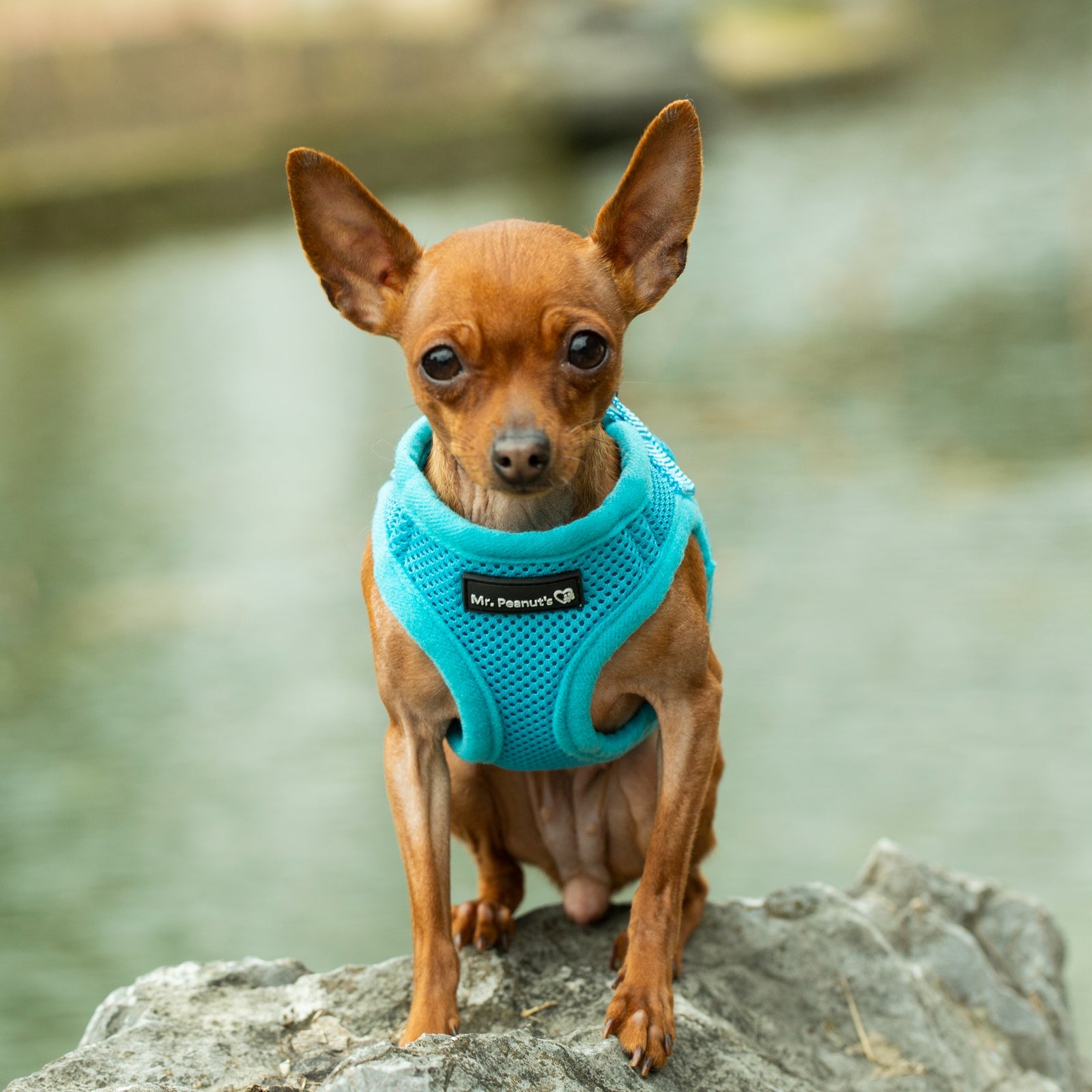 Mr. Peanut's PupTrek Soft Mesh Pet Harness with Matching Leash – Adjustable, Breathable, Choke-Free by Mr. Peanut's Pet Carriers