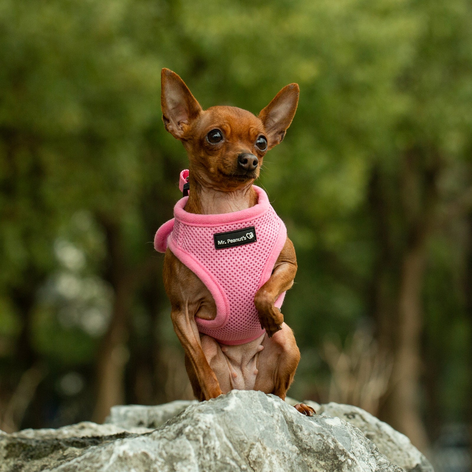 Mr. Peanut's PupTrek Soft Mesh Pet Harness with Matching Leash – Adjustable, Breathable, Choke-Free by Mr. Peanut's Pet Carriers