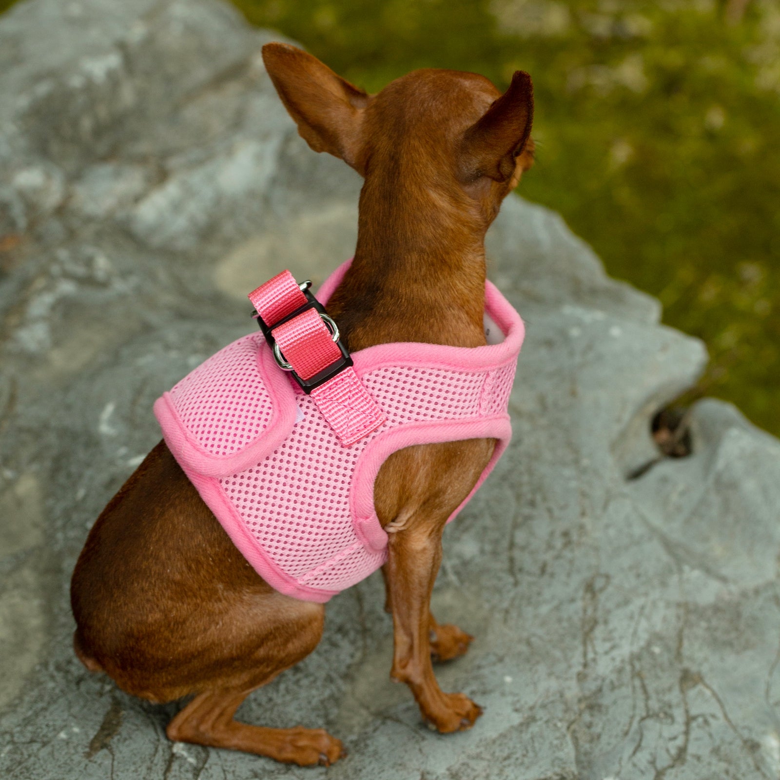 Mr. Peanut's PupTrek Soft Mesh Pet Harness with Matching Leash – Adjustable, Breathable, Choke-Free by Mr. Peanut's Pet Carriers