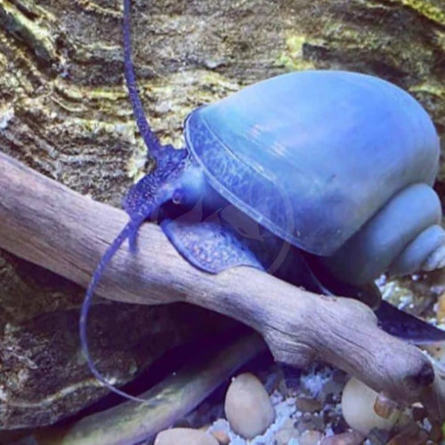 Blue Mystery Snails (Pomacea bridgesii) PACK OF 6 by Danaqua Live Fish & More