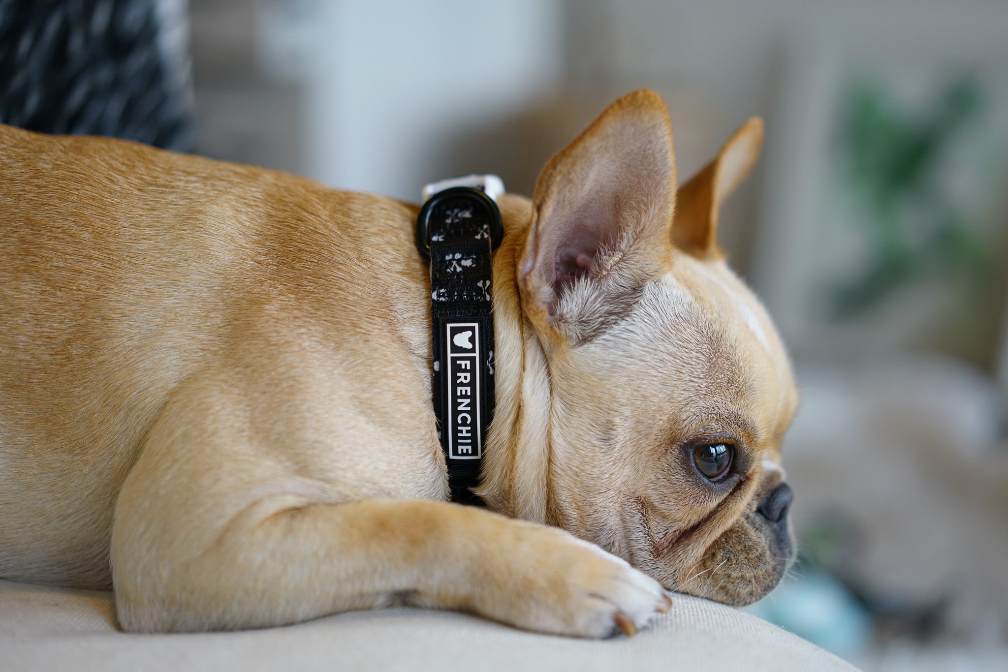Frenchie Comfort Collar - Bad To The Bone by Frenchie Bulldog