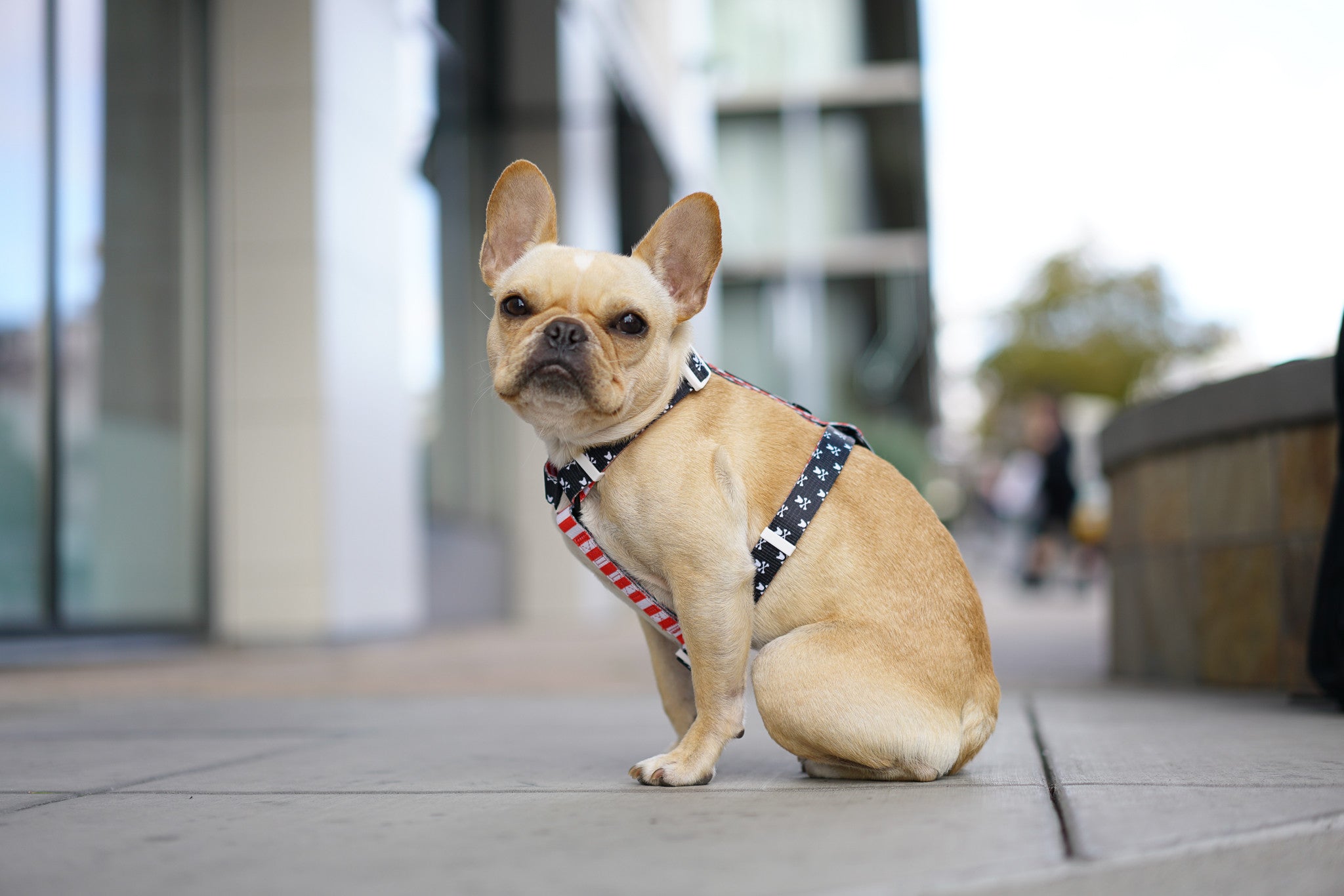 Frenchie Strap Harness - Bad to the Bone by Frenchie Bulldog