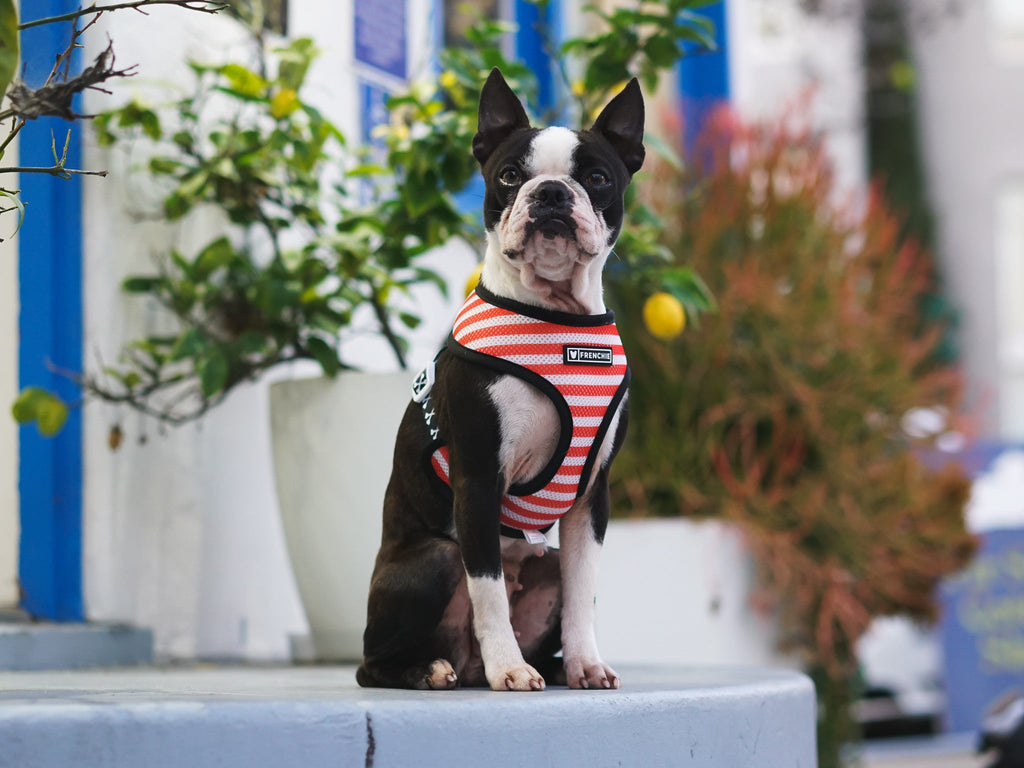 Frenchie Duo Reversible Harness - Bad To The Bone by Frenchie Bulldog