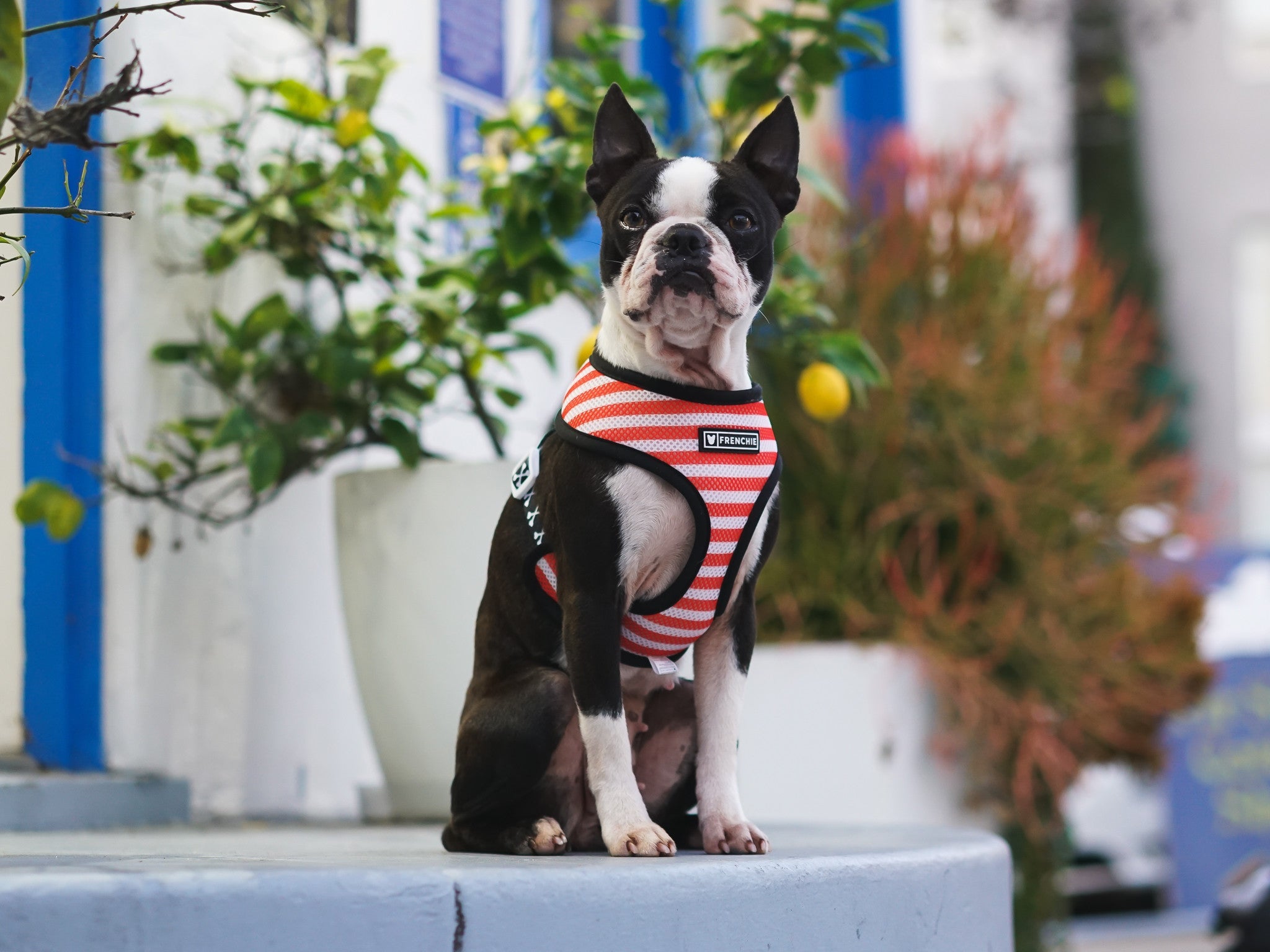 Frenchie Duo Reversible Harness - Bad To The Bone by Frenchie Bulldog