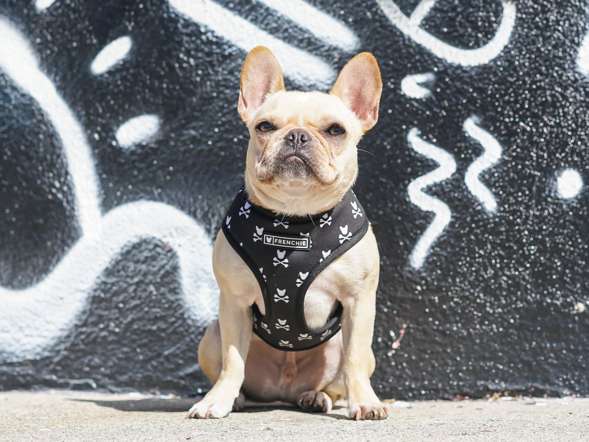 Frenchie Duo Reversible Harness - Bad To The Bone by Frenchie Bulldog