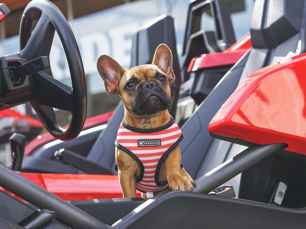 Frenchie Duo Reversible Harness - Bad To The Bone by Frenchie Bulldog