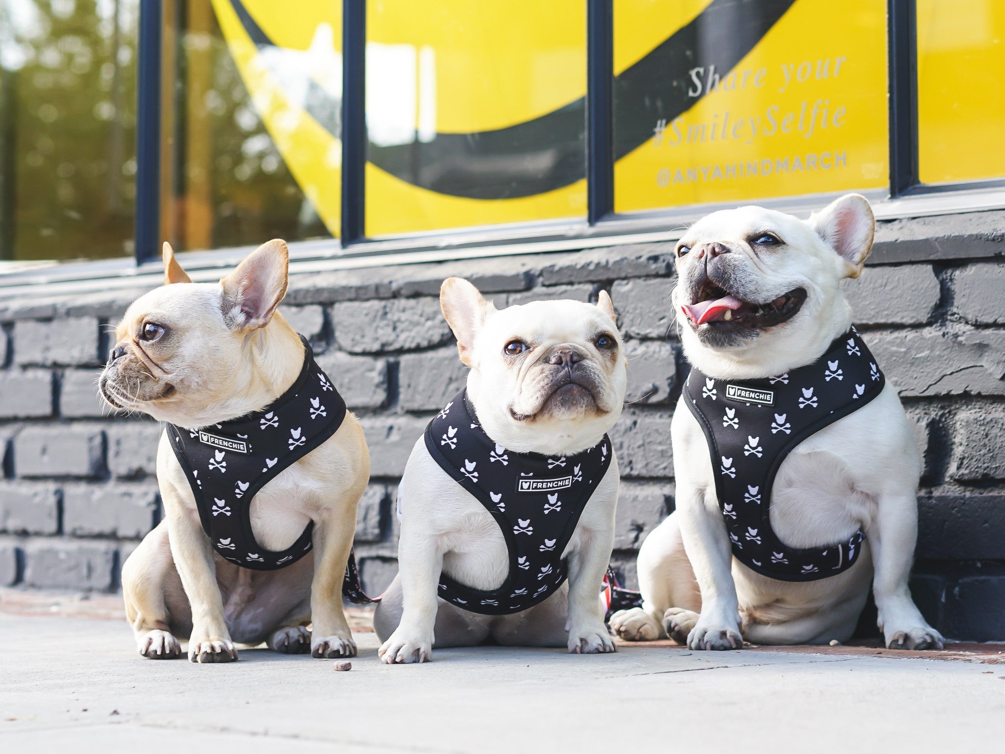 Frenchie Duo Reversible Harness - Bad To The Bone by Frenchie Bulldog