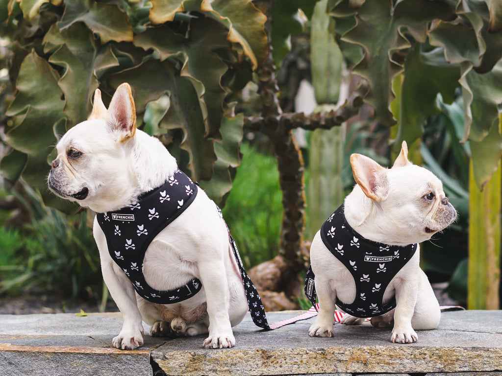Frenchie Duo Reversible Harness - Bad To The Bone by Frenchie Bulldog