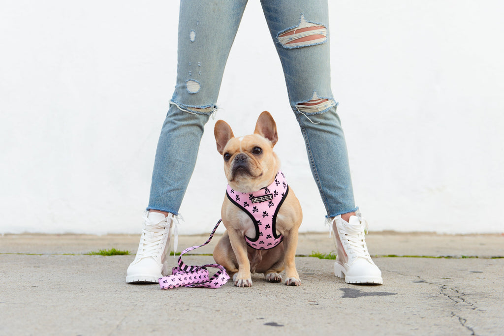 Frenchie Duo Reversible Harness - Pink Bad to the Bone by Frenchie Bulldog