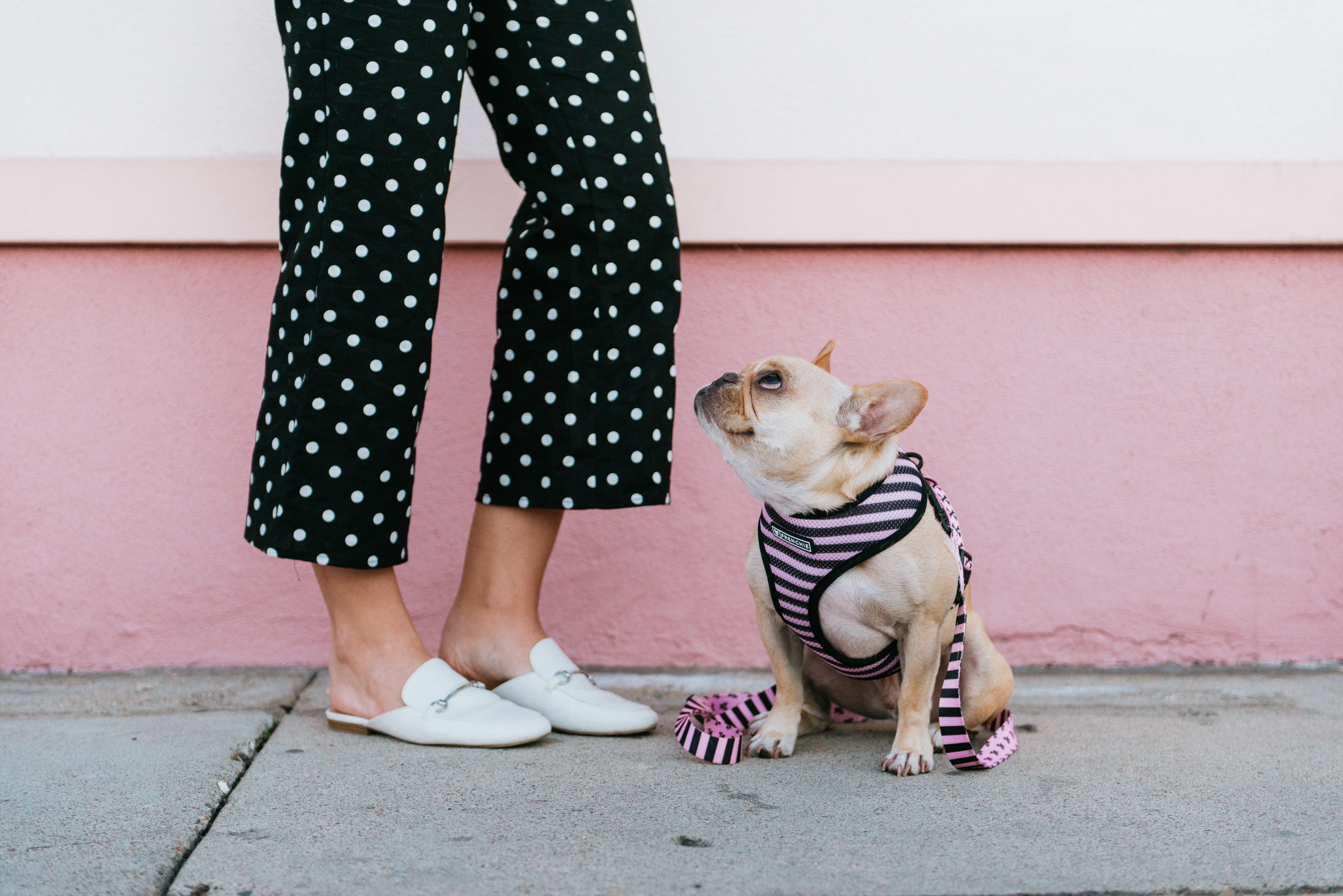 Frenchie Duo Reversible Harness - Pink Bad to the Bone by Frenchie Bulldog