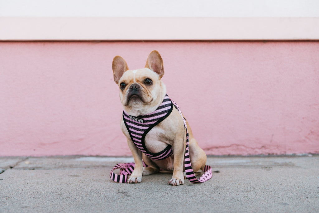 Frenchie Duo Reversible Harness - Pink Bad to the Bone by Frenchie Bulldog