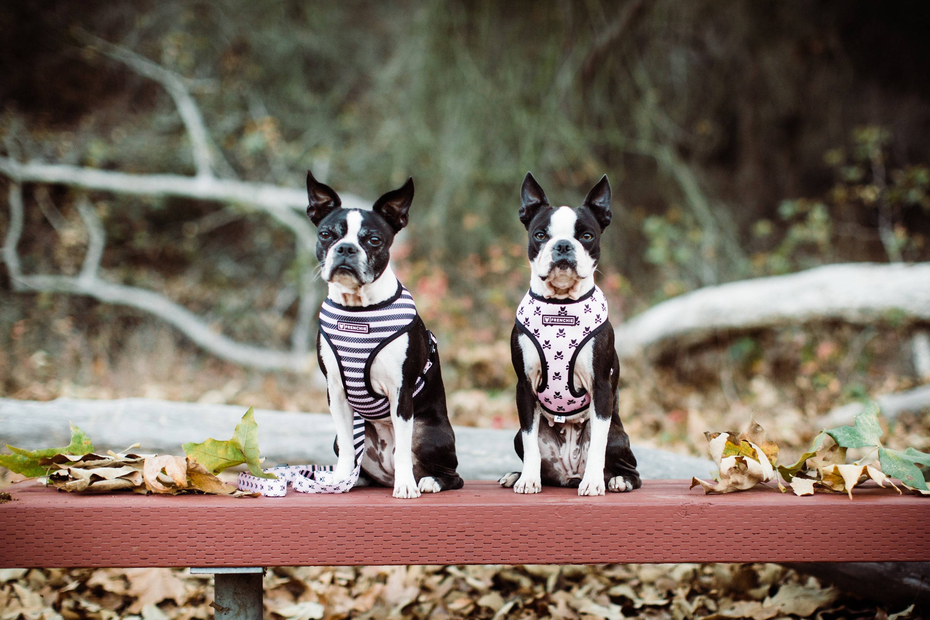 Frenchie Duo Reversible Harness - Pink Bad to the Bone by Frenchie Bulldog