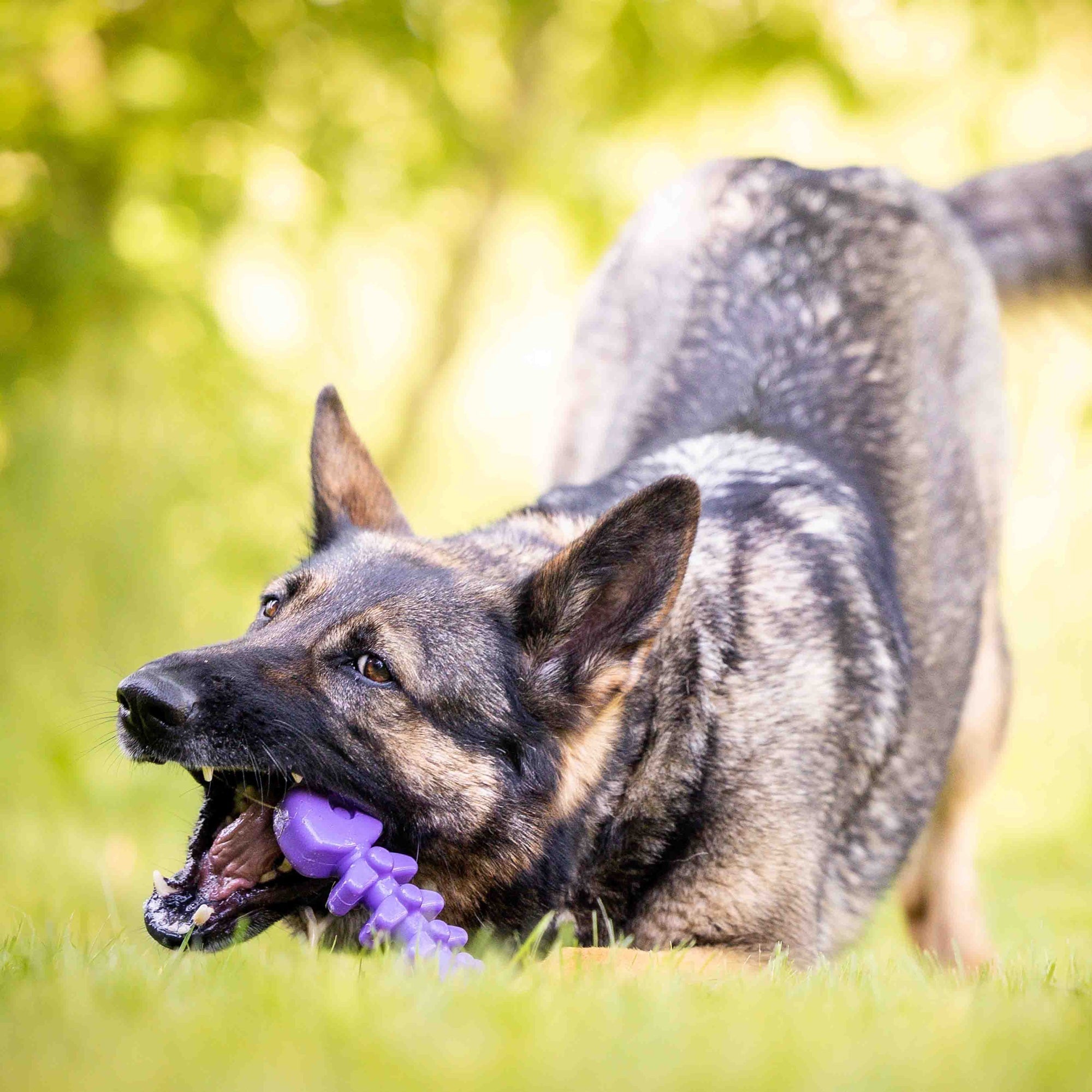 Fish Bone Nylon Dog Toy for Aggressive Chewers | USA Made | SodaPup by SodaPup/True Dogs, LLC