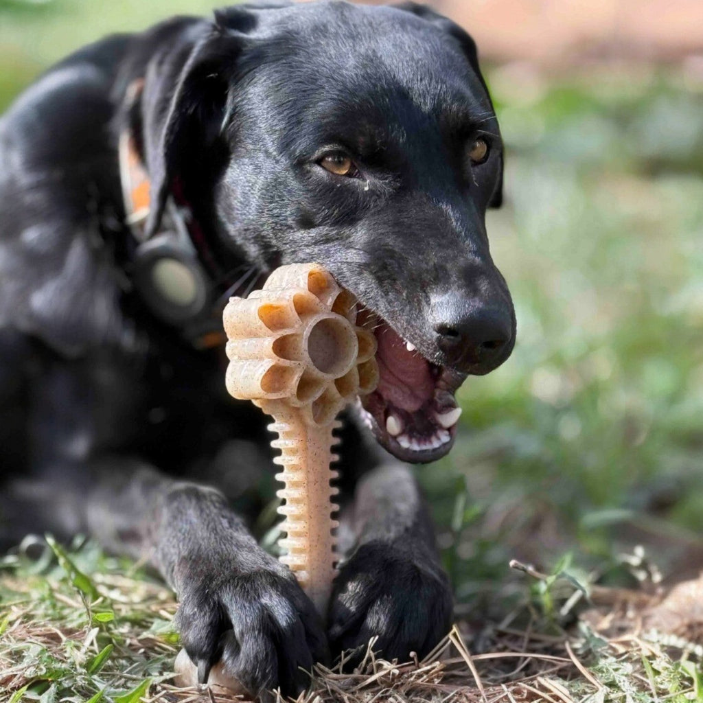 Honey Bone Dental Flower Tower - Indestructible Nylon Dog Chew Toy XL | USA by SodaPup/True Dogs, LLC