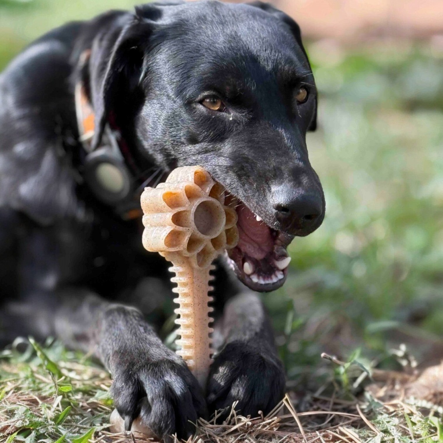 Honey Bone Dental Flower Tower - Indestructible Nylon Dog Chew Toy XL | USA by SodaPup/True Dogs, LLC
