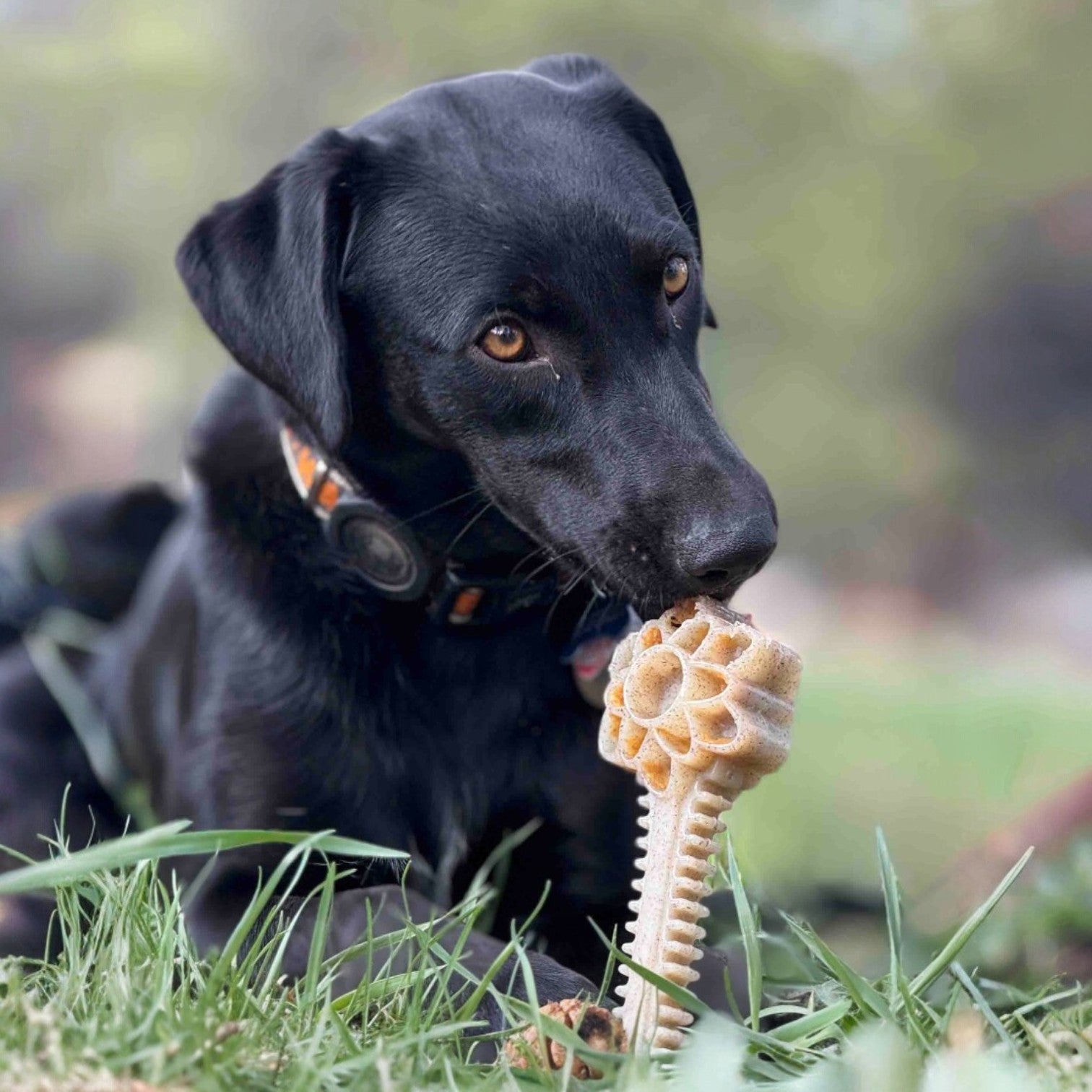 Honey Bone Dental Flower Tower - Indestructible Nylon Dog Chew Toy XL | USA by SodaPup/True Dogs, LLC