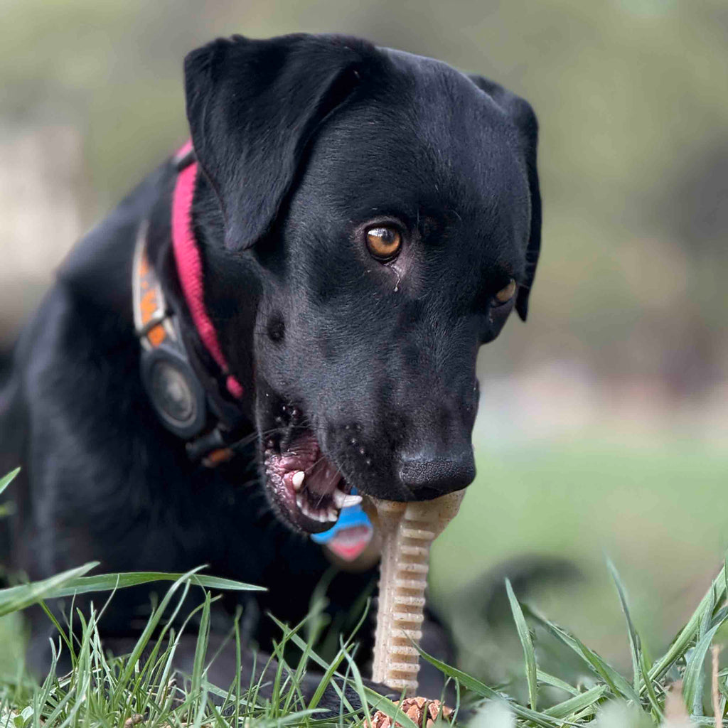 Honey Bone Dental Flower Tower - Indestructible Nylon Dog Chew Toy XL | USA by SodaPup/True Dogs, LLC
