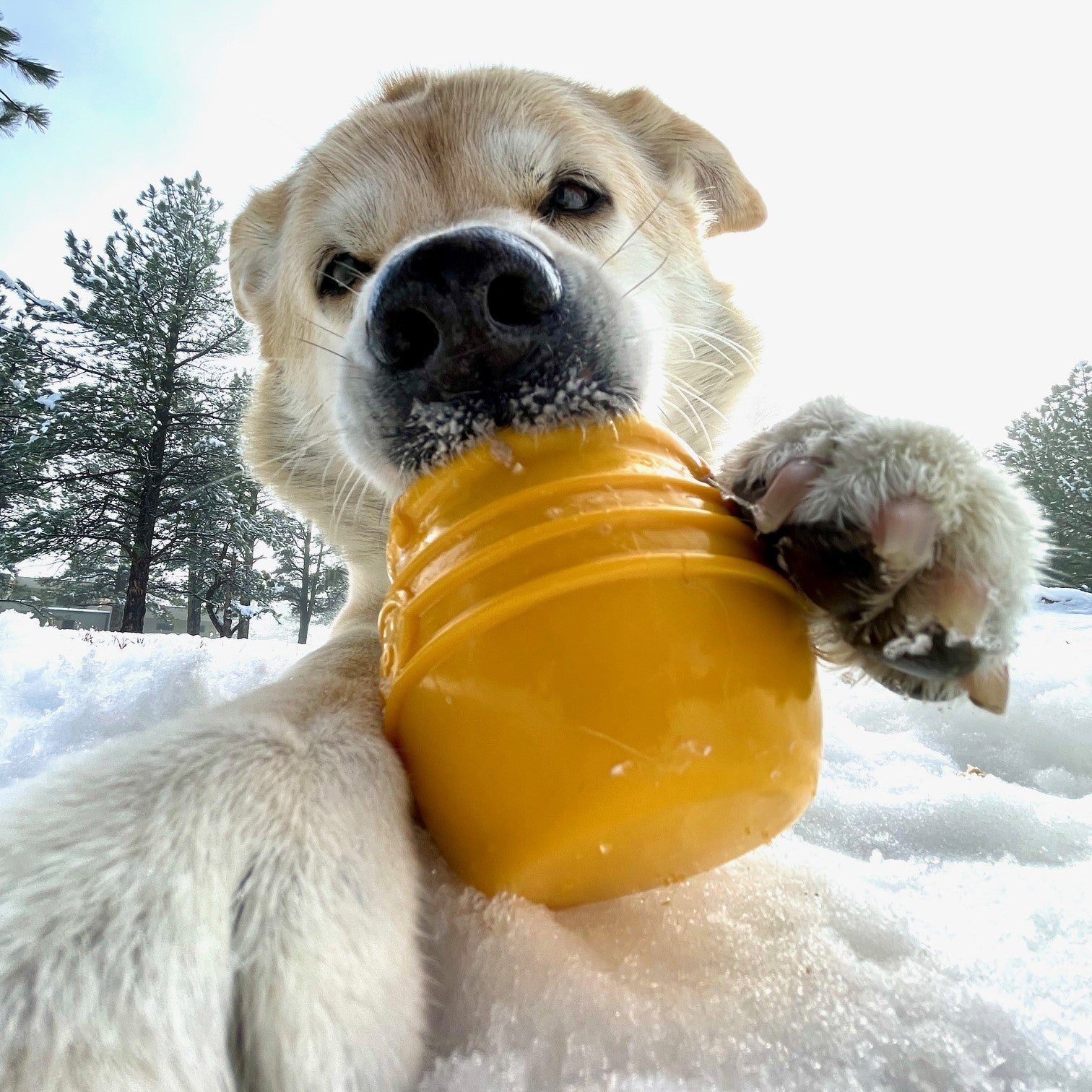 Honey Pot Dog eCup Treat Dispenser | Durable PUP-X Rubber Enrichment Toy | USA Made by SodaPup/True Dogs, LLC