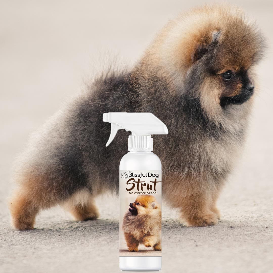 Strut Dog Cologne for the Ruler of the Kingdom by The Blissful Dog