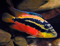 Salvini cichlids by Danaqua Live Fish & More