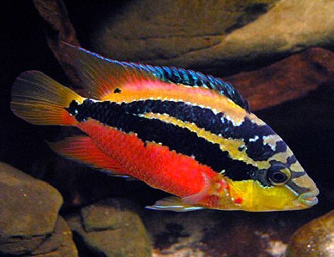 Salvini cichlids by Danaqua Live Fish & More