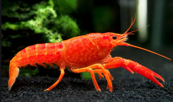 Orange Lobster Crayfish by Danaqua Live Fish & More