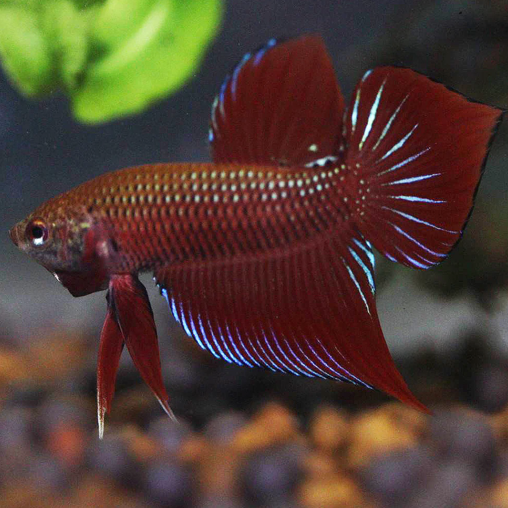 Wild bettas Type (Male) by Danaqua Live Fish & More
