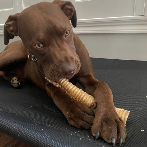 12 Inch Beef Trachea by Bully Bunches