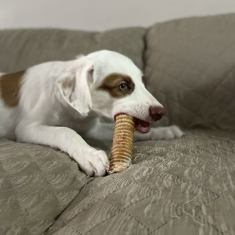 6 Inch Beef Trachea by Bully Bunches